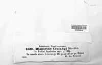 Diaporthe crataegi image